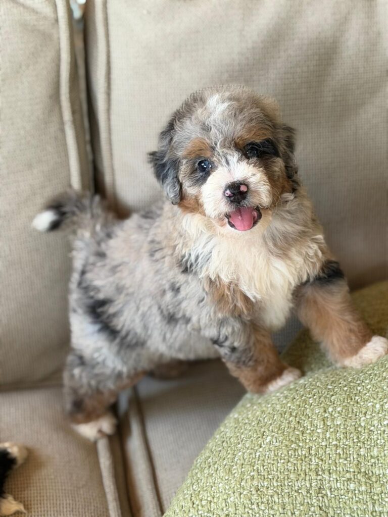 Maverick